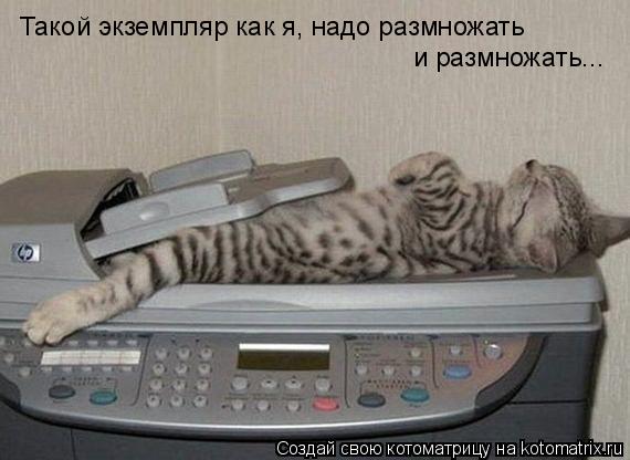 Котоматрица: Такой экземпляр как я, надо размножать и размножать...