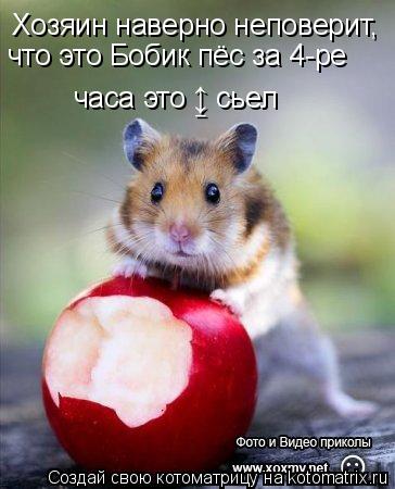 Хозяин наверно неповерит, что это Бобик пёс за 4-ре часа это ↨ сьел... Котоматрица: Хозяин наверно неповерит, что это Бобик пёс за 4-ре часа это ↨ сьел