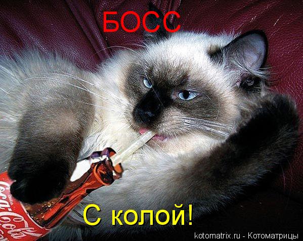 БОСС С колой!... Котоматрица: БОСС С колой!