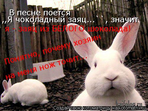 В песне поется ,,Я чоколадный заяц...``, значит я - заяц из БЕЛОГО шоколада! Понятно, почему хозяин н... Котоматрица: В песне поется ,,Я чоколадный заяц...``, значит я - заяц из БЕЛОГО шоколада! Понятно, почему хозяин на меня нож точит...