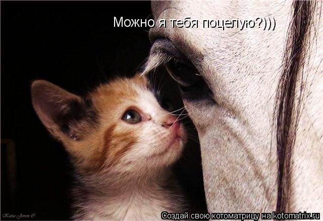 Котоматрица: Можно я тебя поцелую?)))