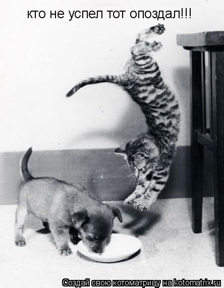 Котоматрица: кто не успел тот опоздал!!!
