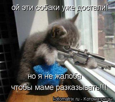Котоматрица: ой эти собаки уже достали! но я не жалоба  чтобы маме разказывать!!!