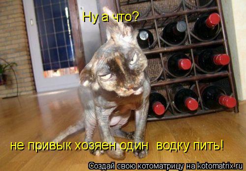 Котоматрица: Ну а что? не привык хозяен один  водку пить!