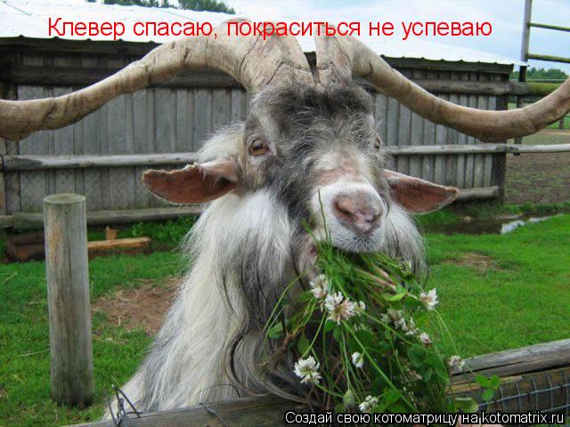Клевер спасаю, покраситься не успеваю... Котоматрица: Клевер спасаю, покраситься не успеваю
