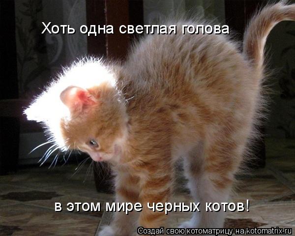 Хоть одна светлая голова в этом мире черных котов!... Котоматрица: Хоть одна светлая голова в этом мире черных котов!
