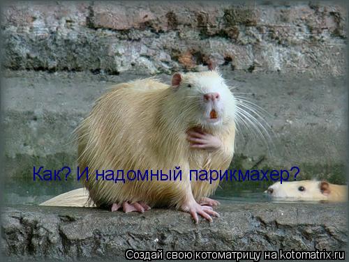 Как? И надомный парикмахер?... Котоматрица: Как? И надомный парикмахер?