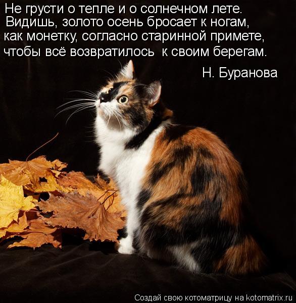 Котоматрица: Не грусти о тепле и о солнечном лете. Видишь, золото осень бросает к ногам, как монетку, согласно старинной примете, чтобы всё возвратилось  