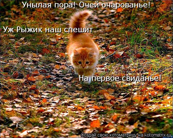 Котоматрица: Унылая пора! Очей очарованье! На первое свиданье! Уж Рыжик наш спешит
