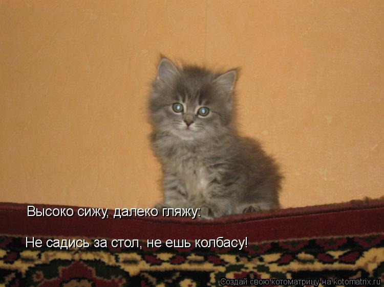 Котоматрица: Высоко сижу, далеко гляжу: Не садись за стол, не ешь колбасу!