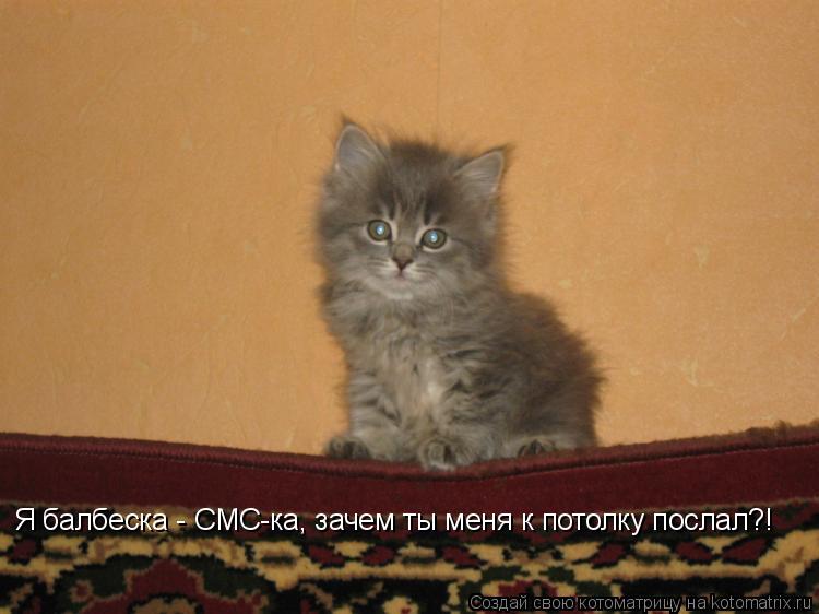 Котоматрица: Я балбеска - СМС-ка, зачем ты меня к потолку послал?!
