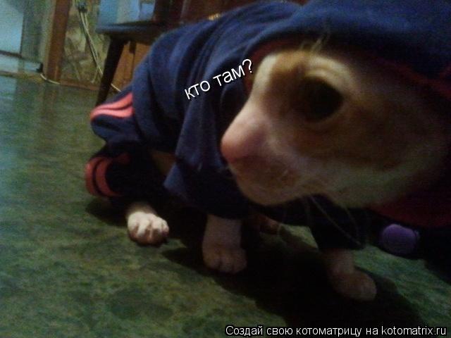 Котоматрица: кто там?