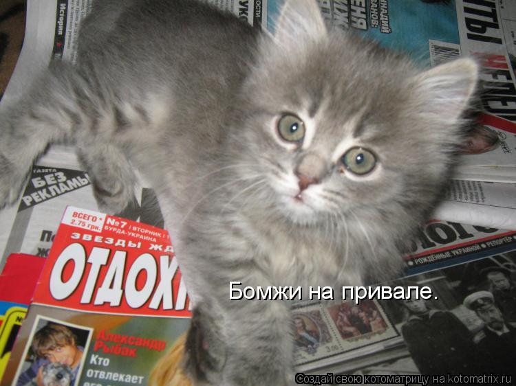Котоматрица: Бомжи на привале.