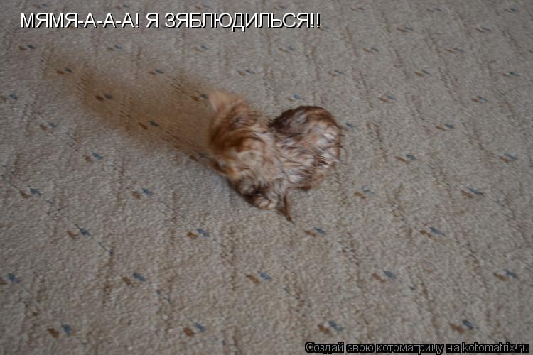 Котоматрица: МЯМЯ-А-А-А! Я ЗЯБЛЮДИЛЬСЯ!!
