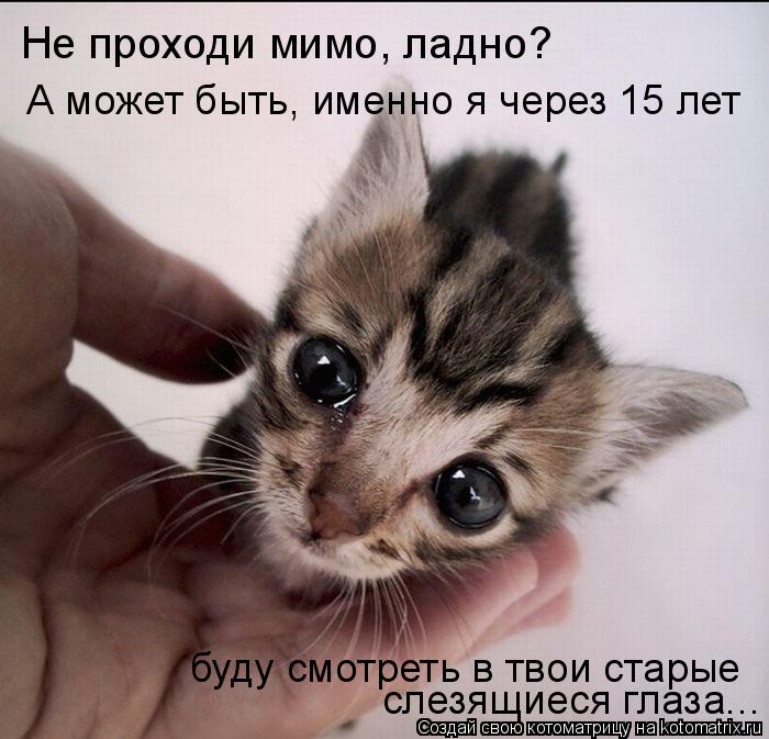 Котоматрица: Не проходи мимо, ладно?  А может быть, именно я через 15 лет  буду смотреть в твои старые  слезящиеся глаза...