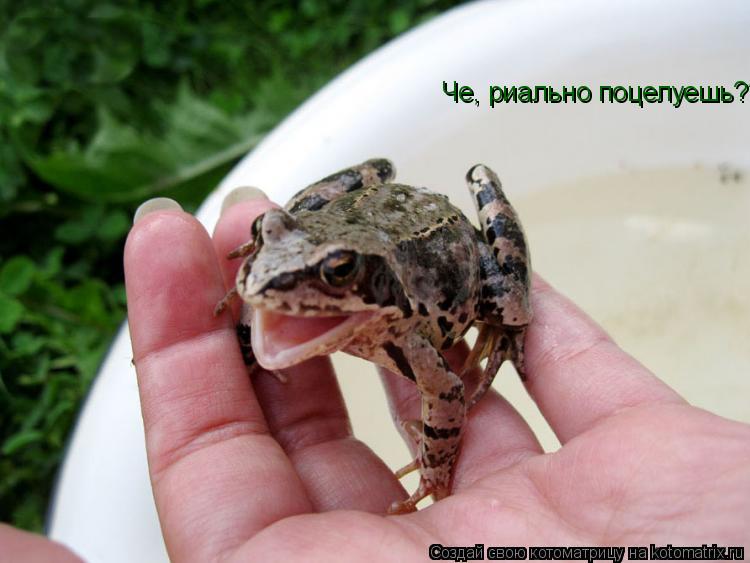 Че, риально поцелуешь???... Котоматрица: Че, риально поцелуешь???