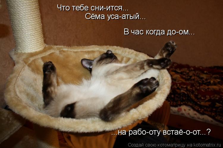 Что тебе сни-ится... Сёма уса-атый... В час когда до-ом... ...на рабо-оту встаё-о-от...?... Котоматрица: Что тебе сни-ится... Сёма уса-атый... В час когда до-ом... ...на рабо-оту встаё-о-от...?