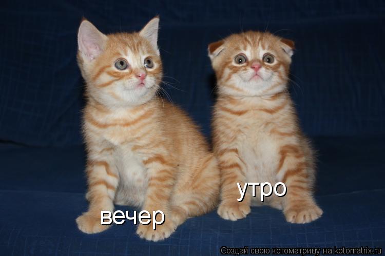 вечер утро... Котоматрица: вечер утро