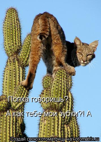 Котоматрица: Попка говоришь? А как тебе мои зубки?! А