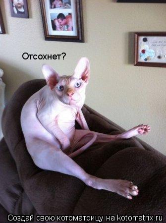 Котоматрица: Отсохнет?