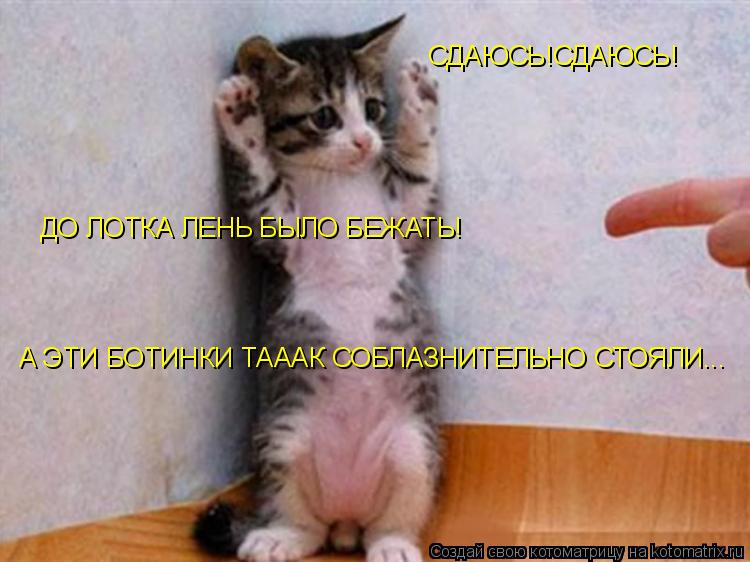 СДАЮСЬ!СДАЮСЬ! ДО ЛОТКА ЛЕНЬ БЫЛО БЕЖАТЬ! А ЭТИ БОТИНКИ ТАААК СОБЛАЗНИТЕЛЬНО СТОЯЛИ...... Котоматрица: СДАЮСЬ!СДАЮСЬ! ДО ЛОТКА ЛЕНЬ БЫЛО БЕЖАТЬ! А ЭТИ БОТИНКИ ТАААК СОБЛАЗНИТЕЛЬНО СТОЯЛИ...
