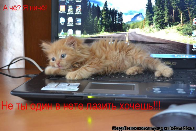 А чё? Я ничё! Не ты один в нете лазить хочешь!!!... Котоматрица: А чё? Я ничё! Не ты один в нете лазить хочешь!!!