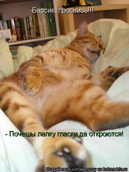 -Барсик, проснись!!! - Почешы лапку гласки да откроются!... Котоматрица: -Барсик, проснись!!! - Почешы лапку гласки да откроются!