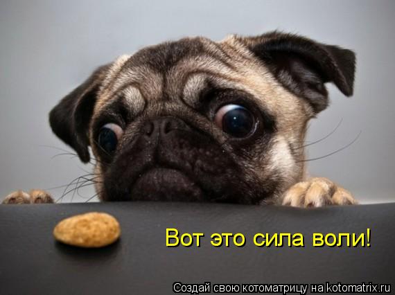 Вот это сила воли!... Котоматрица: Вот это сила воли!