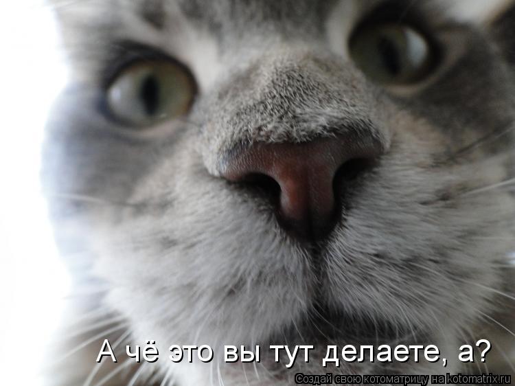 А чё это вы тут делаете, а?... Котоматрица: А чё это вы тут делаете, а?
