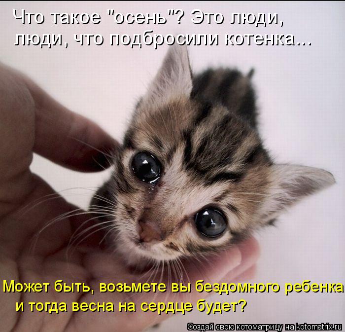 Что такое "осень"? Это люди, люди, что подбросили котенка... Может быть, возьмете вы бездомного ребе... Котоматрица: Что такое "осень"? Это люди, люди, что подбросили котенка... Может быть, возьмете вы бездомного ребенка, и тогда весна на сердце будет?