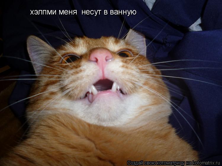 хэлпми меня несут в ванную... Котоматрица: хэлпми меня несут в ванную
