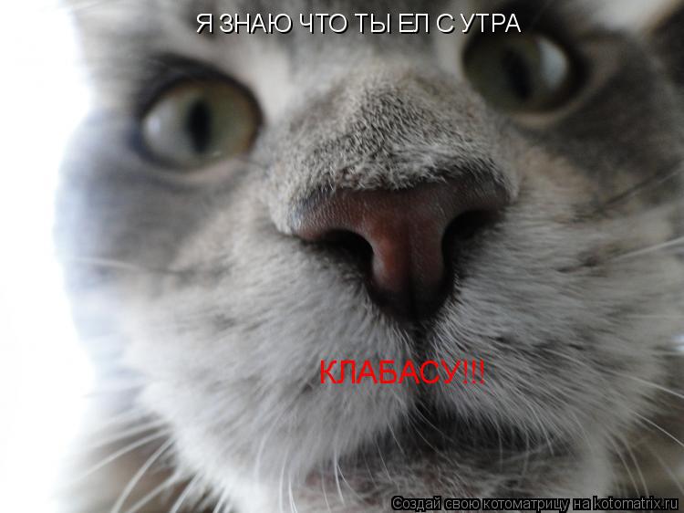Я ЗНАЮ ЧТО ТЫ ЕЛ С УТРА КЛАБАСУ!!!... Котоматрица: Я ЗНАЮ ЧТО ТЫ ЕЛ С УТРА КЛАБАСУ!!!