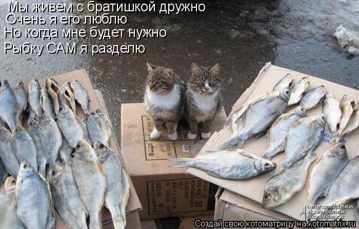 Мы живем с братишкой дружно Очень я его люблю Но когда мне будет нужно Рыбку САМ я разделю... Котоматрица: Мы живем с братишкой дружно Очень я его люблю Но когда мне будет нужно Рыбку САМ я разделю