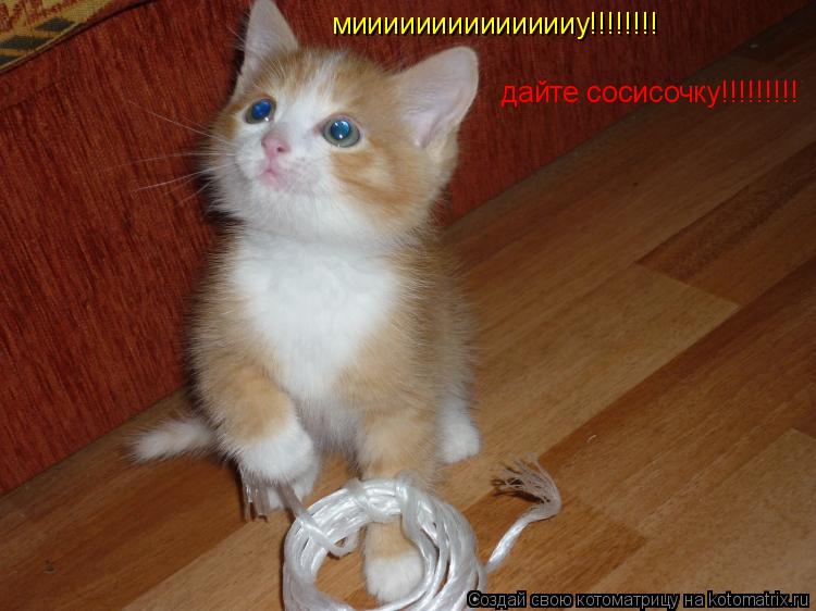 мииииииииииииииу!!!!!!!! дайте сосисочку!!!!!!!!!... Котоматрица: мииииииииииииииу!!!!!!!! дайте сосисочку!!!!!!!!!