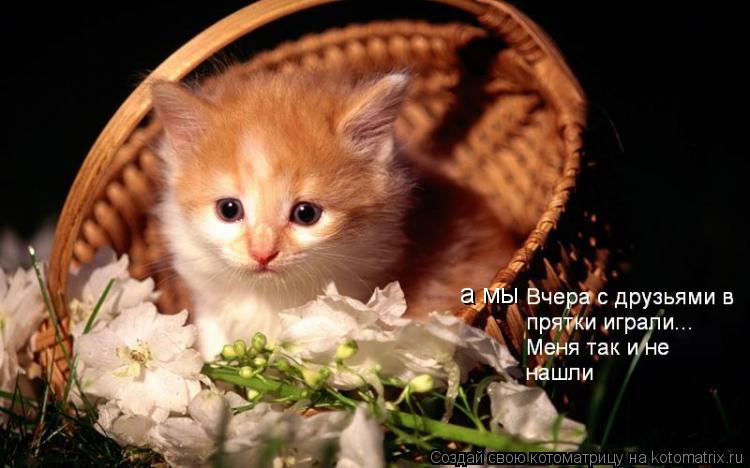 а мы... Котоматрица: а мы