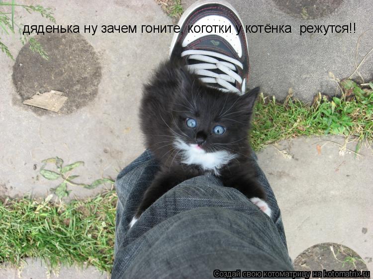 дяденька ну зачем гоните, коготки у котёнка режутся!!... Котоматрица: дяденька ну зачем гоните, коготки у котёнка режутся!!