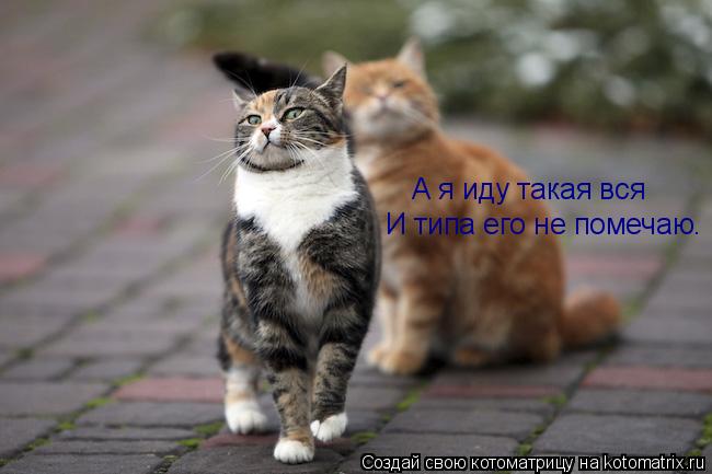 А я иду такая вся И типа его не помечаю.... Котоматрица: А я иду такая вся И типа его не помечаю.