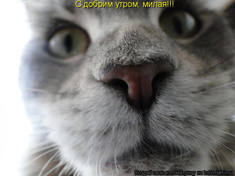 Котоматрица: С добрим утром, милая!!!