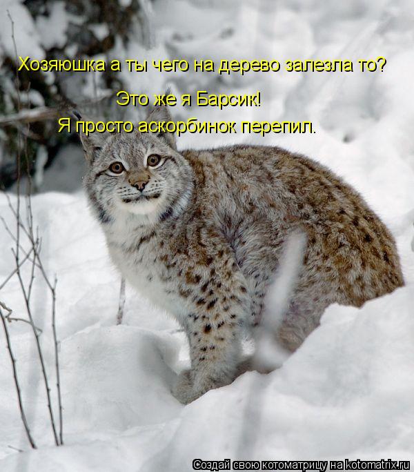 Котоматрица: Хозяюшка а ты чего на дерево залезла то?   Это же я Барсик! Я просто аскорбинок перепил.