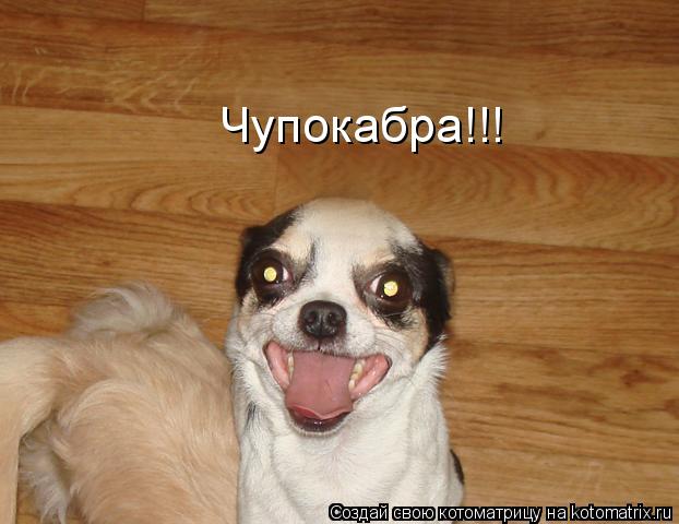 Котоматрица: Чупокабра!!!