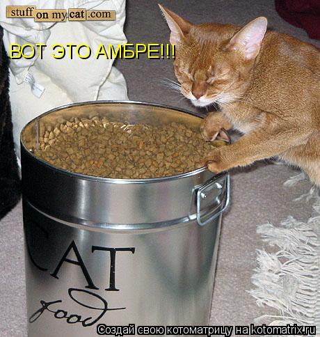 Котоматрица: ВОТ ЭТО АМБРЕ!!!