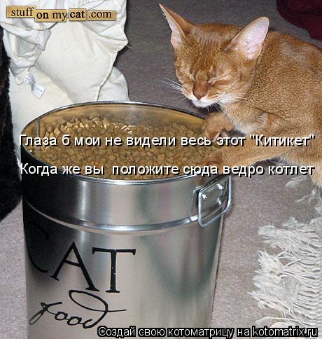 Котоматрица: Глаза б мои не видели весь этот "Китикет" Когда же вы  положите сюда ведро котлет
