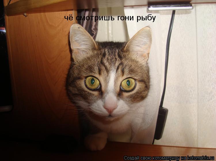 Котоматрица: чё смотришь гони рыбу
