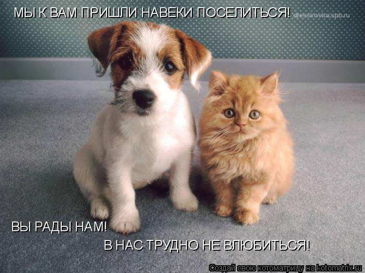 Котоматрица: МЫ К ВАМ ПРИШЛИ НАВЕКИ ПОСЕЛИТЬСЯ! ВЫ РАДЫ НАМ! В НАС ТРУДНО НЕ ВЛЮБИТЬСЯ!