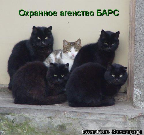 Котоматрица: Охранное агенство БАРС