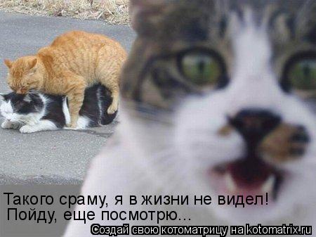 Котоматрица: Пойду, еще посмотрю... Такого сраму, я в жизни не видел!