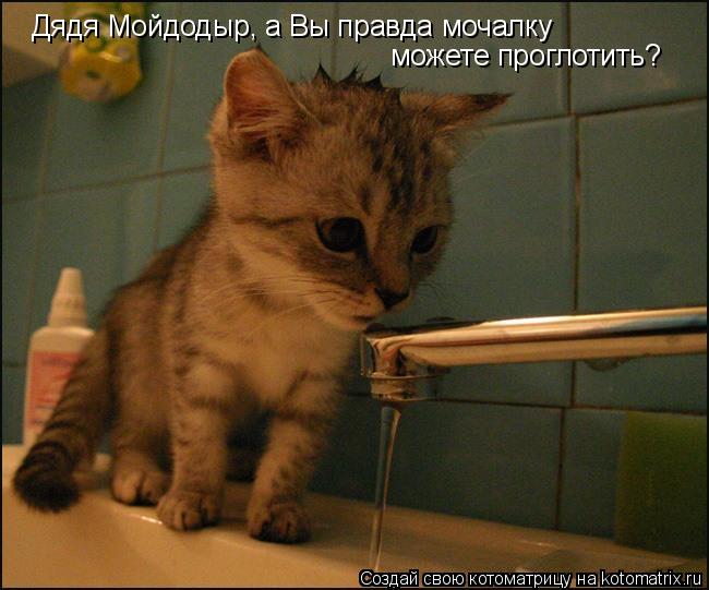 Котоматрица: Дядя Мойдодыр, а Вы правда мочалку можете проглотить?