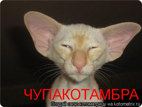 Котоматрица: ЧУПАКОТАМБРА