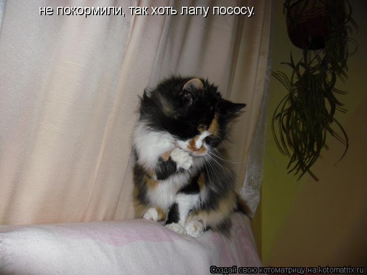 Котоматрица: не покормили, так хоть лапу пососу.