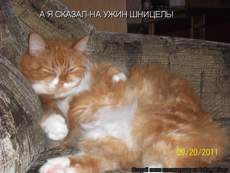 Котоматрица: А Я СКАЗАЛ-НА УЖИН ШНИЦЕЛЬ!